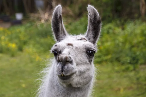 Gray-haired Llama, 2016 — Stock Photo, Image