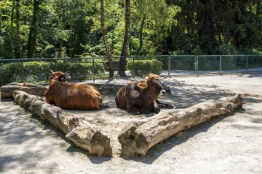 Murnau Werdenfels sığır, 2015