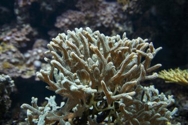 Renkli batık bitkiler, 2015