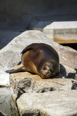 Güney Amerika deniz aslanı, 2015