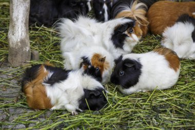 Eskiden şiling şimdi pigs, 2015