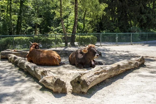 Murnau Werdenfels sığır, 2015