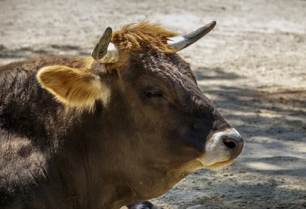 Murnau Werdenfels sığır, 2015 — Stok fotoğraf