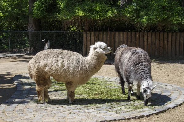 Dois Alpacas, 2015 — Fotografia de Stock