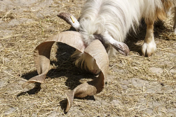 Pödröttszarvú kecske eszik széna, 2015-re — Stock Fotó
