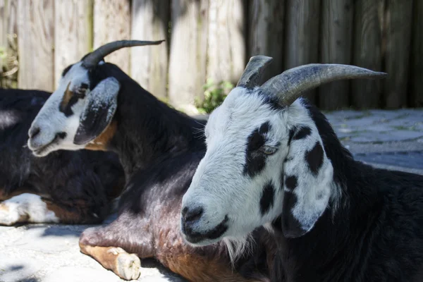 Pigmy Goat, 2015 — стоковое фото