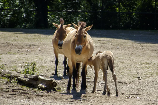 Cavalli di Przewalski, 2015 — Foto Stock