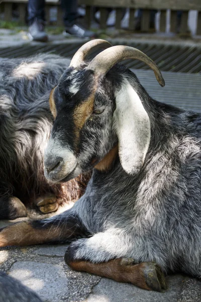 Pygmy geit, 2015 — Stockfoto