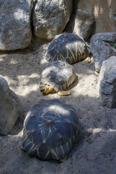 Üç kaplumbağalar, 2015 — Stok fotoğraf