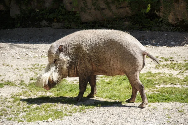Borneanisches Bartschwein, 2015 — Stockfoto