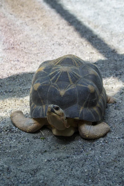 Duży żółw, 2015 — Zdjęcie stockowe