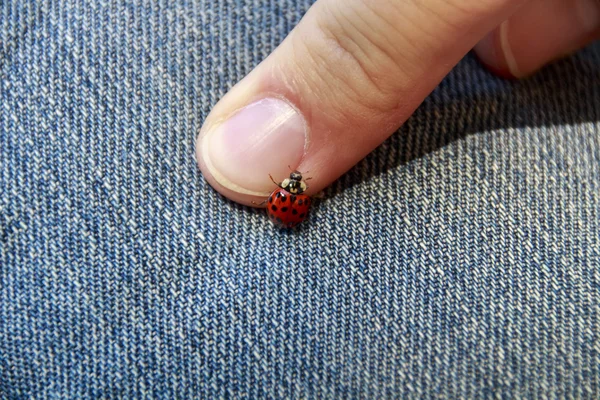 Coccinelle, 2015 — Photo