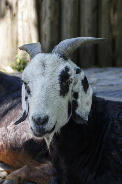 Cabra pigmeo, 2015 — Foto de Stock