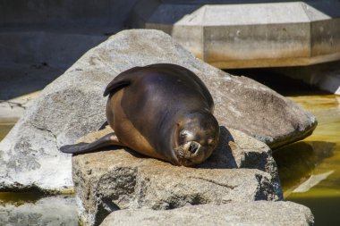 Güney Amerika deniz aslanı, 2015