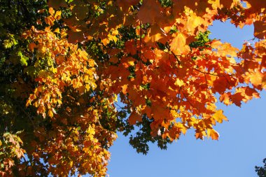 Bar Harbor, ABD, 2015 renkli ağaç