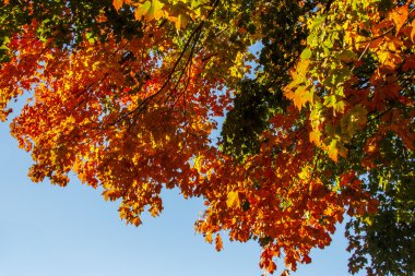 Acadia Milli Parkı Bar Harbor, ABD, 2015