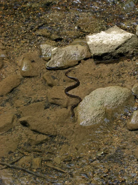 Virginia doğal köprü suda 2008 yılan — Stok fotoğraf