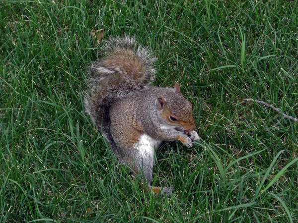 Esquilo em um parque em Washington D.C. comendo uma noz, 2008 — Fotografia de Stock