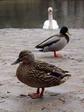 Üst üste, Münih, Almanya, 2015 üç kuş