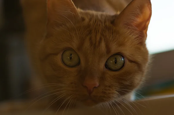 Κόκκινο γάτα βλέπει closeup της φωτογραφικής μηχανής — Φωτογραφία Αρχείου