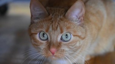 Zencefil kedi kamera lense görünüyor