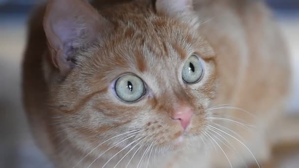 Chat roux assis sur le sol et regarde dans la caméra et sur le côté 
