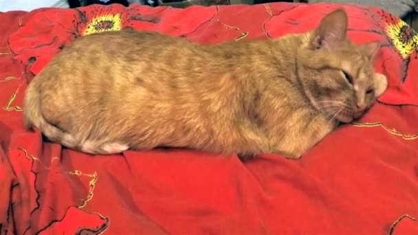 Gingembre sommeil chat boucles jusqu 'dans boule dans rouge lit — Video