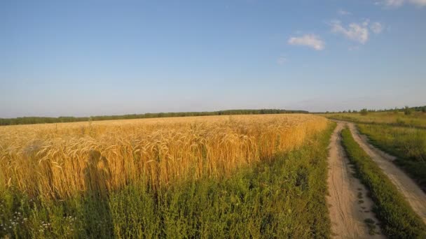 Поле с пшеницей и грунтовой дорогой — стоковое видео