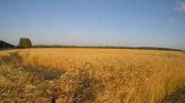 Buğday, ufuk ve otoyol parçası üzerinde ahşap alan