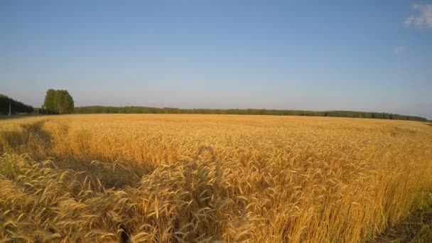 Gebied van tarwe, hout op de horizon en een deel van de snelweg — Stockvideo