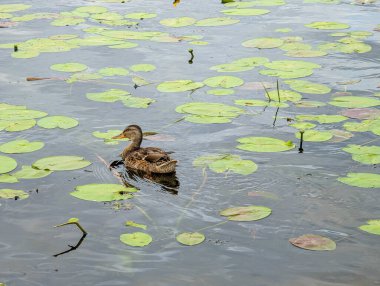 Pochard duck swims on a calm lake, surrounded by green water lily leaves and natural green vegetation.