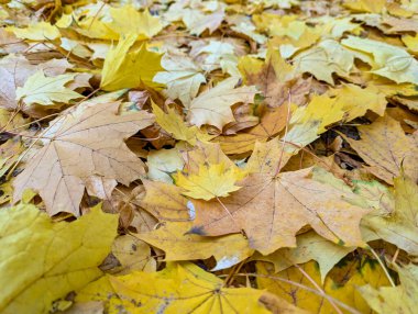 Sarı sonbahar akçaağaç yaprakları. Güneşli bir sonbahar günü. Doğaya düş. Doğal sonbahar sonbahar arka planı. Altın mevsim. Parlak turuncu ve kırmızı yaprak renkleri. Akçaağaç güneşli sonbaharda ayrılıyor.