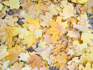 Sonbahar doğal arkaplan, akçaağaç yaprakları doğada güzelliği soyut sarı turuncu renk yaprağı, sonbahar yapraklarından botanik doku deseni, yumuşak renk eğimine düşme
