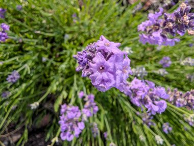 Koyu yeşil arka planda çiçek açan Lavarder bitkileri