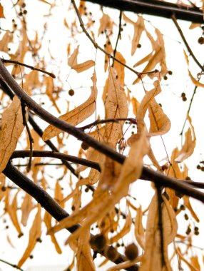 Fotoğraf, Sycamore akçaağaç ağacının belirgin kanatlı tohumlarını gösteriyor. Tam renkli ve doğrudan güneş ışığı alıyor.