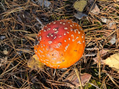 Beyaz noktalı kırmızı turuncu başlıklı klasik tarımsal mantarın yakın çekimi orman zemininde büyüyen Amanita muscaria mantarının üst görüntüsü. Sonbaharda vahşi mantar mantarlarının canlı dokusu.