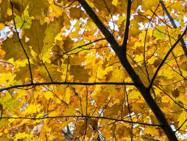 Park ağacı yaprakları, sarı ve kahverengi arka plan dokusu. Görüntüyü kapat. Ağaç tepe örtüsünün içinden yukarı bakıyor. Sonbahar ılık yaprakları düşmeye hazır..