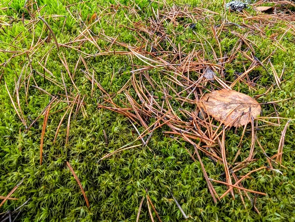 Yağmur mevsiminde açık havada yeşil yapraklı yosun dokusu. Yosun evin ve ormanın dış boyasına zarar veriyor..