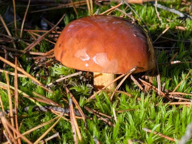 Yeşil yosun arasında büyük kahverengi bir mantarın makro çekimi. Batan güneş kapağın yağlı yüzeyinden yansıyor. Lezzetli bir bitki..