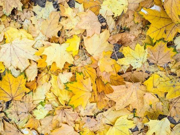 Sonbaharda sarı elma yaprakları. Tasarım için zemin şafağı arkaplan dokusu. Hüzünlü ruh halinin turuncu kompozisyonu. Yapraklardan oluşan yapraklar ve dökülen sıcak yapraklar..