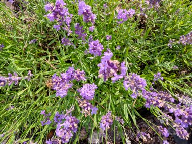 Koyu yeşil arka planda çiçek açan Lavarder bitkileri