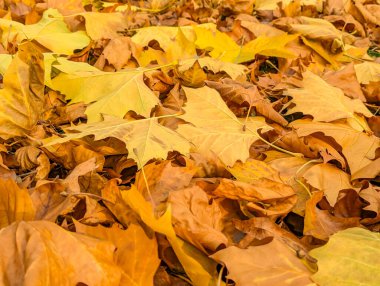 Göz kamaştırıcı ve güzel bir sonbahar yaprakları dizisi gür ormanı kaplayan çeşitli canlı renklerde sıcak zemin