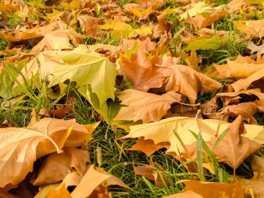 Yapraklar sıkıştırılmış bir klasörde toplanmış. Çarşaf yığını bir okyanus fırtınası gibi dalgalardan oluşan bir kemer şeklinde kıvrıldı. Doğada altın sezonu. Canlı kahverengi ve akçaağaç yaprağı sıcak renkler.