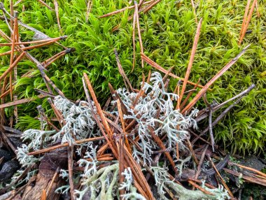 Sphagnum beyaz ve yeşil yosun halı yumuşak bulutlu ışık altında bataklık orman zemininde. Çerçeve ufkunun ötesine uzanan büyük bir bitki örtüsü alanı umudu