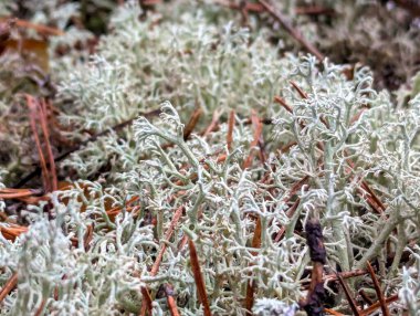 Islak beyaz yosun, beyaz arka planda şifalı bitkiler, bitkisel ilaçlar. Hafif yağmur dalları.