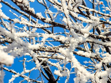 Kalın, yoğunlaştırılmış buhar katmanlı, buza dönüşmüş, ağaç dalları üzerinde duruyor. Buzlu buzun çoklu, çeşitli, bulanık ve keskin hatları soğuk manzarayı güzel bir şekilde özetliyor..