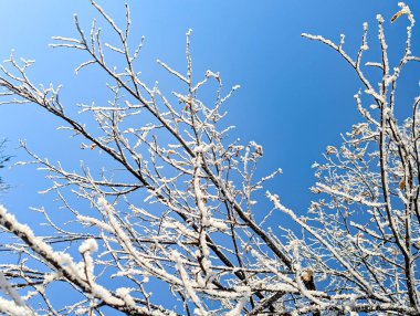 Mavi gökyüzüne karşı beyaz buzla kaplı ağaç dalları. Açık mavi gökyüzünde kış manzarası.