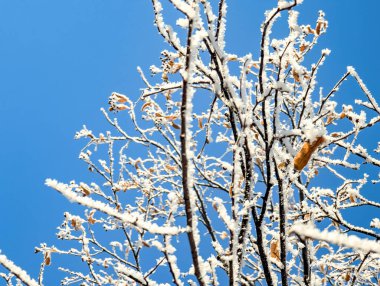 Güzel bir kış görüntüsü. Mavi arka planda kar beyazı donmuş dallara yakın, açık havada soğuk hava. Ağaç soğuk dallarında buz kristalleri.