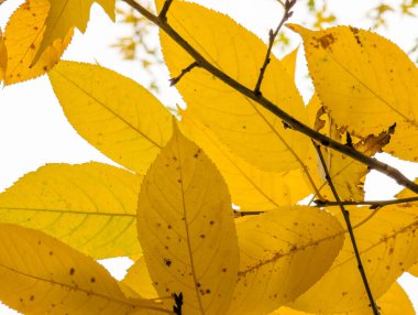 Yakın plan çekimde sarı kahverengi limon bitkisinin çarpıcı dokusu ve canlı renkleri sergileniyor. Detaylı görüntü doğal desenleri, kalın kırmızı renkleri ve çarpıcı kısa çizgileri yakalar.