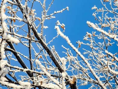 Kalın, yoğunlaştırılmış buhar katmanlı, buza dönüşmüş, ağaç dalları üzerinde duruyor. Buzlu buzun çoklu, çeşitli, bulanık ve keskin hatları soğuk manzarayı güzel bir şekilde özetliyor..